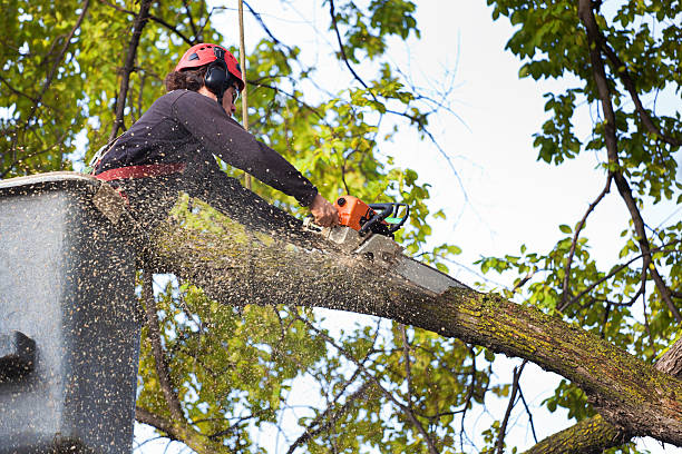 Tree Health Inspection in South Berwick, ME